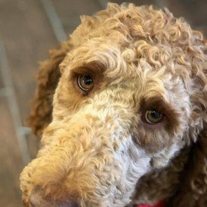 Meet your Posher, Connie